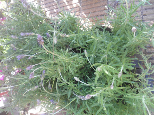 Lavanda  X 5 Plantines  Vivero La Casita