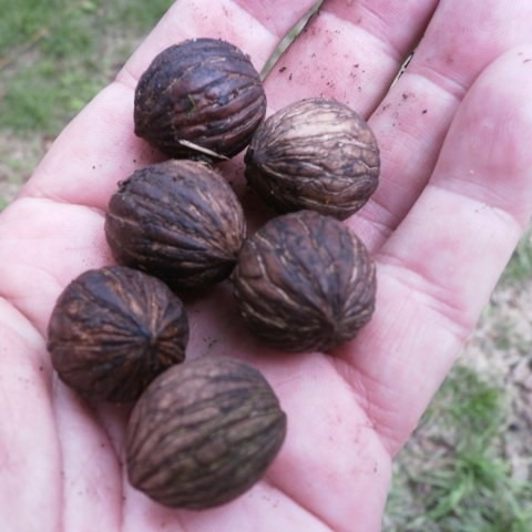 39 Semillas De Nogal Criollo (juglans Australis)