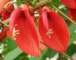 Plantin Ceibo 50/70cm Flor Nacional Legendario | MercadoLibre