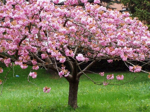 Semillas Cerezo Japones Prunus Serrulata Sakura Blossom Rosa