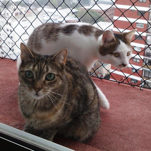 Instalacion Balcon Seguridad Proteccion Ventana Niño Gato