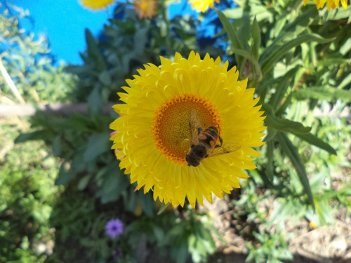 100 Semillas De Siempreviva Doble Flor De Papel Inmortal