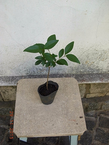 Plantin Ligustro - Para Bonsai