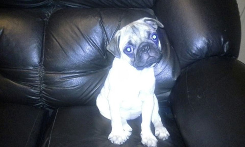 Hermosa Hembrita Pug Tres Meses