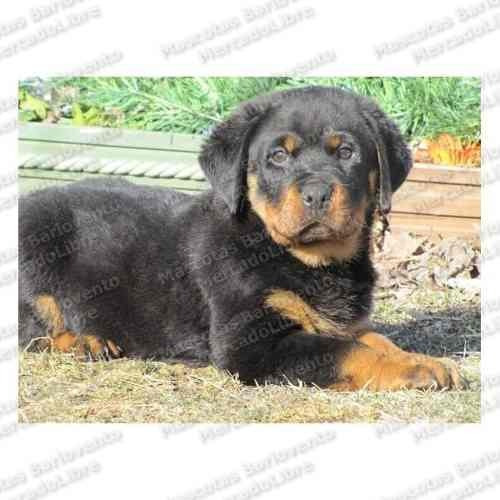 Gran Oferta Cachorros Rottweiler Alemanes Seguridad Cpr Fcm