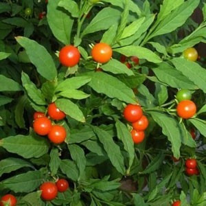 Cerezo De Jerusalem 20 Semillas Solanum Pseudocpsicum Sdqro2