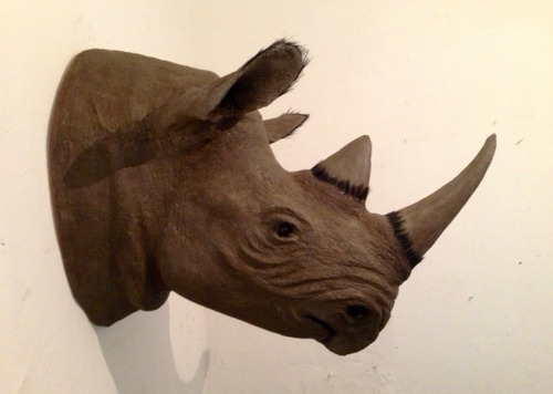 Animales Disecados 100% Artificiales Rinoceronte