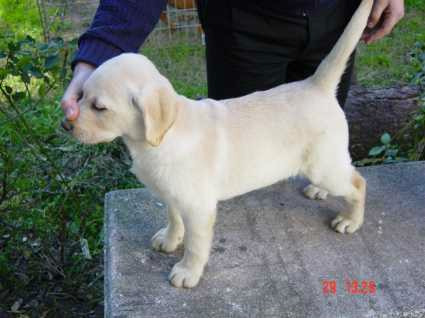 Labrador Retriever 2 Cach 5 Meses Exc. Rockefeller Willsam