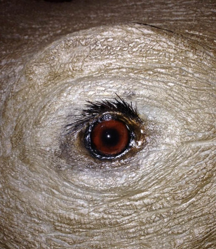 Animales Disecados 100% Artificiales Rinoceronte