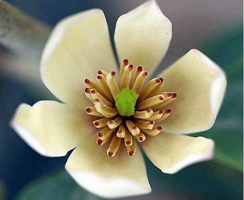 Magnolia Fuscata  - Muy Perfumada