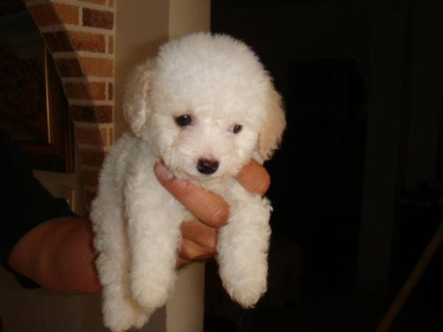 french poodle mini toy