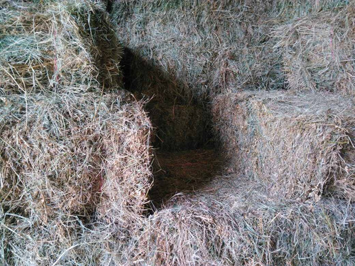 Imagen 2 de 5 de Fardos Alfalfa Mesclas Cuadrados