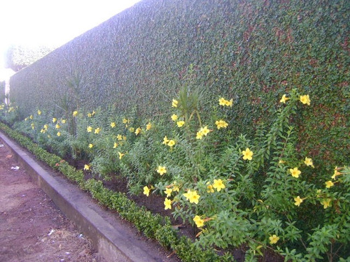 Alamanda De Cerca - Polyantha - Sementes Flor Pra Mudas | MercadoLivre
