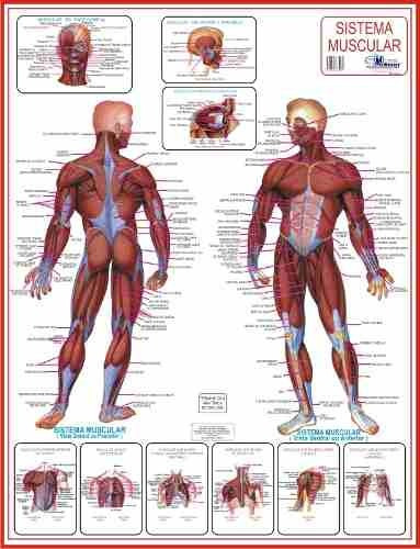 2 Mapas Do Corpo Humano 120 X 90 Cm - 18 Mapas A Sua Escolha