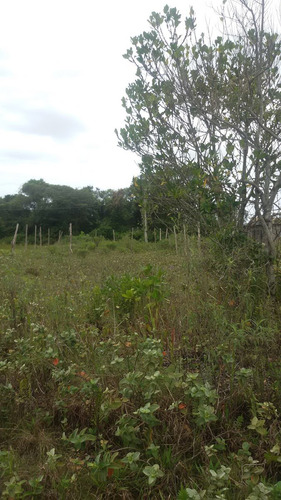 Lote Frente Para Rodovia Ref. 29