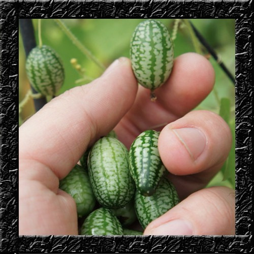 Cucamelon Micro Pepino --- Sementes Fruta Para Mudas