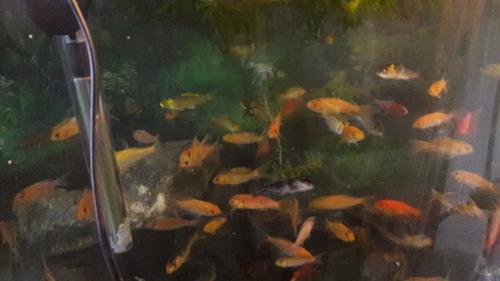 Pez Carpa Koi Combo De 10 Unidades De 5 A 6 Cm