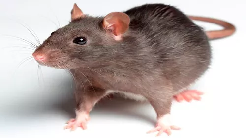 Erradicador Ahuyentador Ultrasonido Ratas Murcielagos