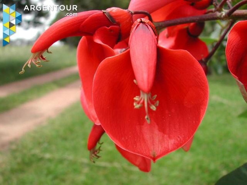 Ceibo: Flor Nacional De Uruguay De 1 Mt De Alt. Lindo!!