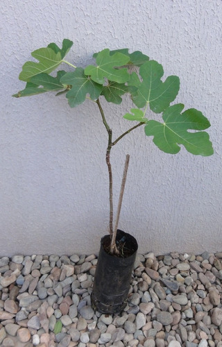 Imagem 3 de 4 de Figo Roxo De Valinhos Muda Com 80 Cm Já Produz