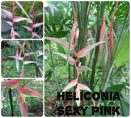 Heliconia Sexy Pink - Flores Tropicais