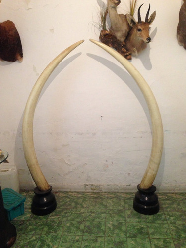 Animales Disecados 100 % Artificiales Colmillos De Elefante