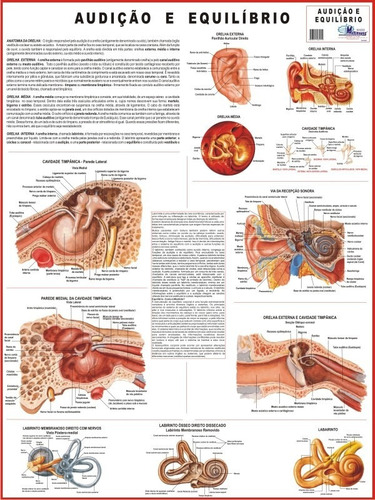 Mapa Audição E Equilíbrio 120 X 90 Cm
