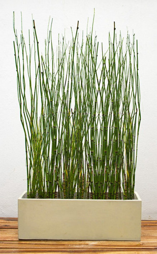 Maceta Armada Con Sansevieras Equisetum Papiro