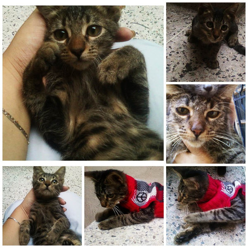 Gatitos En Adopción