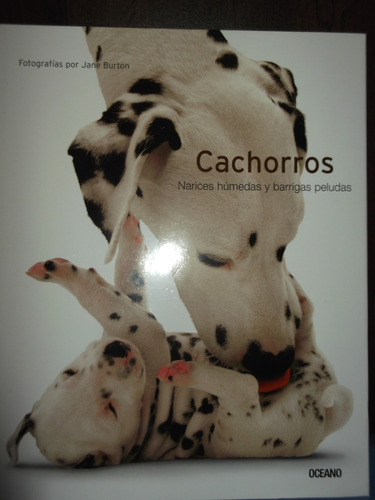 Cachorros Razas Narices Humedas Barigas Peludas