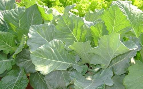 Imagem 6 de 6 de 250 Sementes De Couve Manteiga Gigante Da Georgia