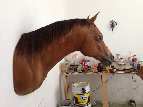 Animales Disecados 100% Artificiales Caballo