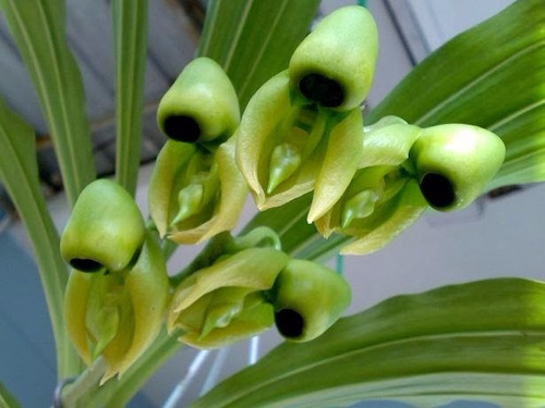 Venta De Orquídeas Catasetum Integerrimum | Meses sin intereses