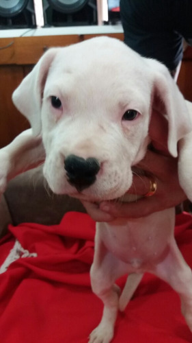 Dogo Argentino