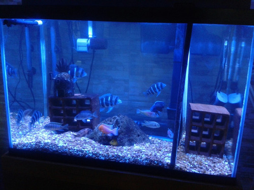 2 Led Hibrido 10w Acuario Royal Blue Y Blanco De 10000k -$10