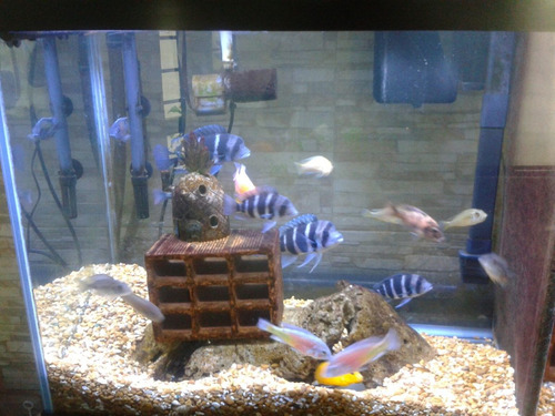 2 Led Hibrido 10w Acuario Royal Blue Y Blanco De 10000k -$10