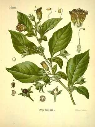 Belladona - W. Muller 1887 Planta Botánica - Lámina 45x30 Cm