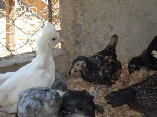 Vendo Pintinhos De Polonesas, Brahmas E Sebrights