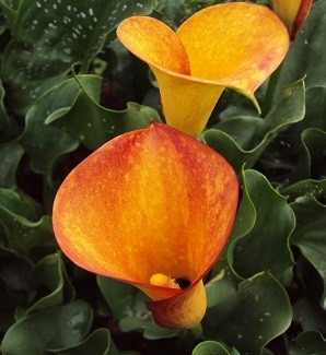 Bulbo De Copo De Leite Laranja ( Zantedeschia Anthiopica )