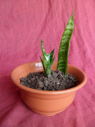 Bonsai Sansevieria Variegal 2 Años Vivero Marga Zona Norte