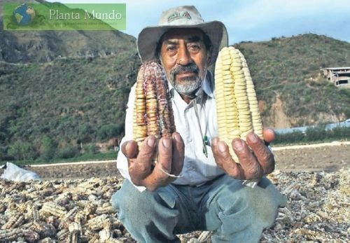 Sementes De Milho Branco Gigante Cuzco Ou Peruano