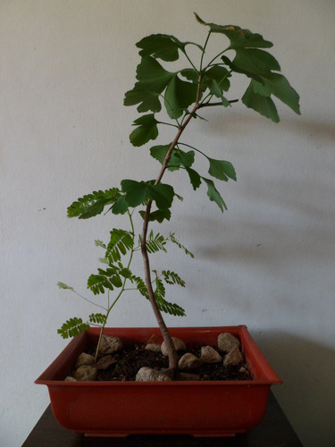 Bonsai Ginkgo Biloba 8 Años Vivero Marga Plantas Zona Norte