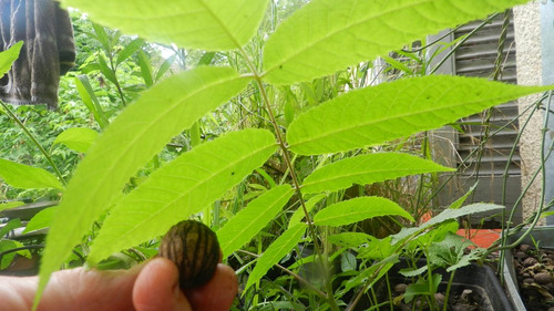 15 Semilas Nogal Criollo, Árbol Nativo  Juglans Australis