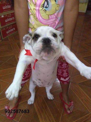 Bulldog Ingles Hembra Pedigri Plata