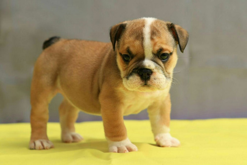Imagen 5 de 5 de Cachorros Bulldog Hijos De Campeon