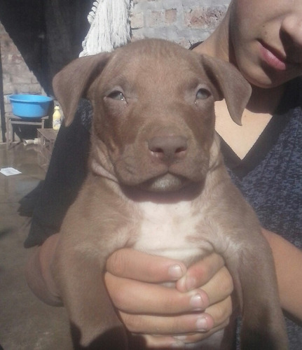 Hermosos Cachorros Pitbull