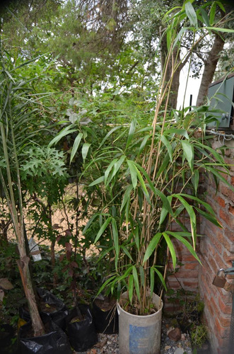 Cañas De Bambu En Tarros De 20 Lts- Hermosas Plantas