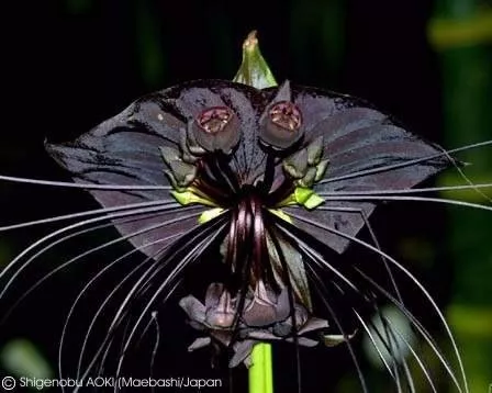 Orquidea Flor Morcego Negra Tacca Chantrieri 10 Sementes | Parcelamento sem  juros