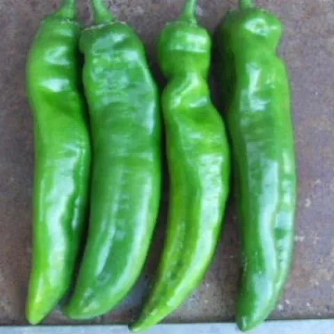 Pimentón Italiano Dulce Capsicum Annuum - 20 Semillas