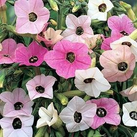 Nicotiana Mutabilis Flor Que Muda De Cor  Sementes P/ Mudas